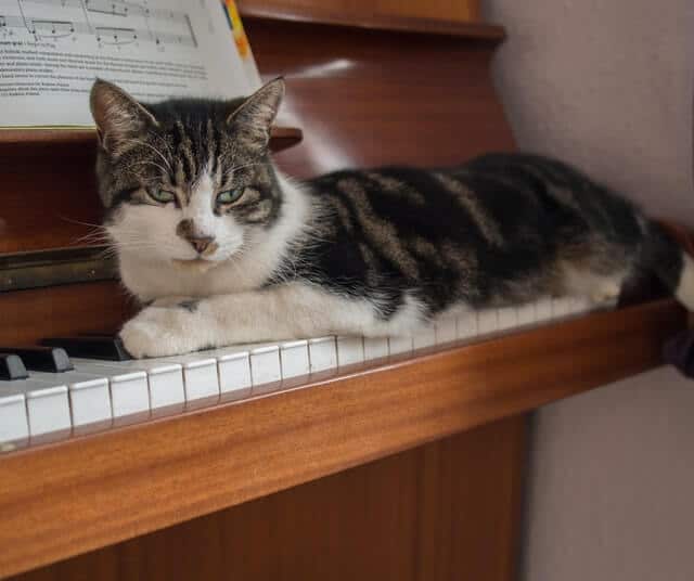 Cat on piano keys